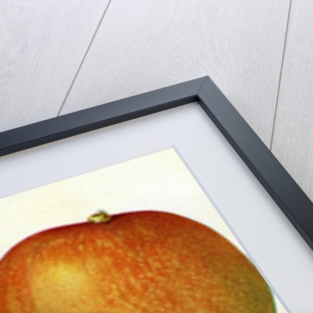 Illustration of mangoes by Anonymous