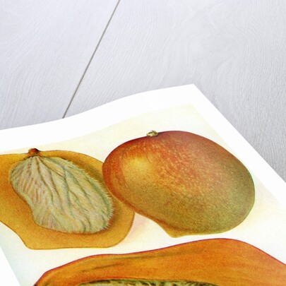 Illustration of mangoes by Anonymous