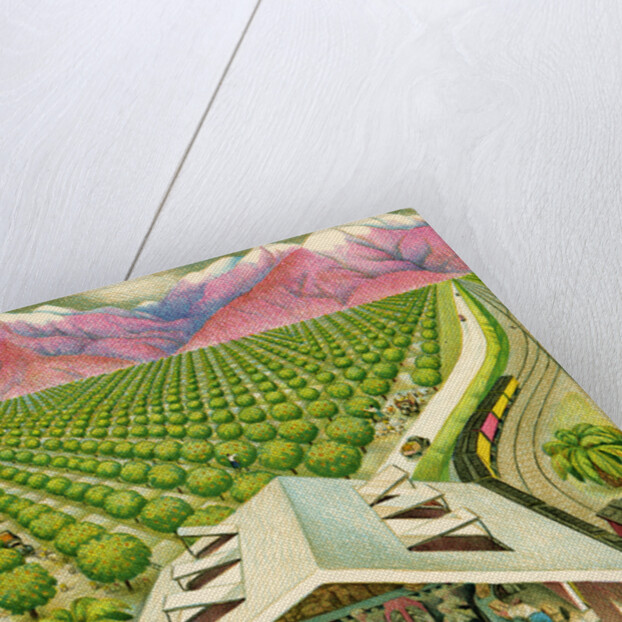 Illustration of California Orange Grove by C.H. DeWitt
