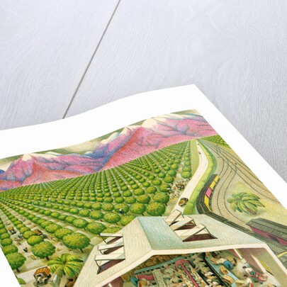 Illustration of California Orange Grove by C.H. DeWitt