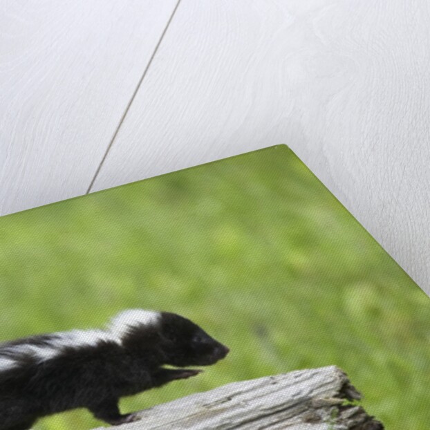 Baby skunk on log by Anonymous