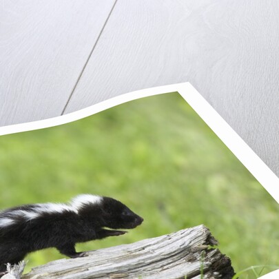 Baby skunk on log by Anonymous