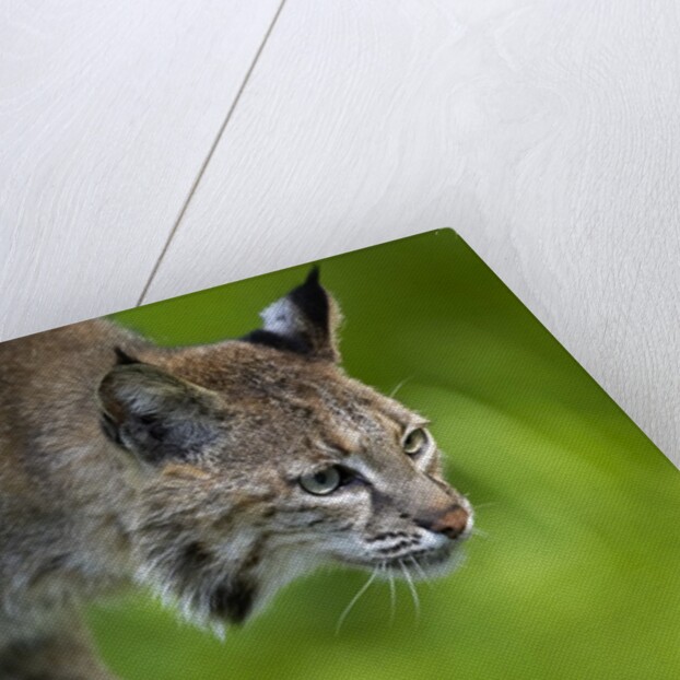 Lynx on log by Anonymous