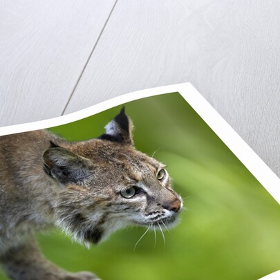 Lynx on log by Anonymous
