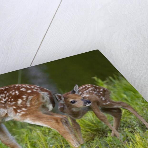 Two white-tailed deer fawns by Anonymous
