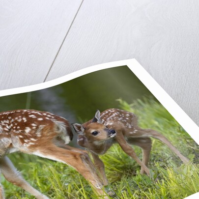 Two white-tailed deer fawns by Anonymous