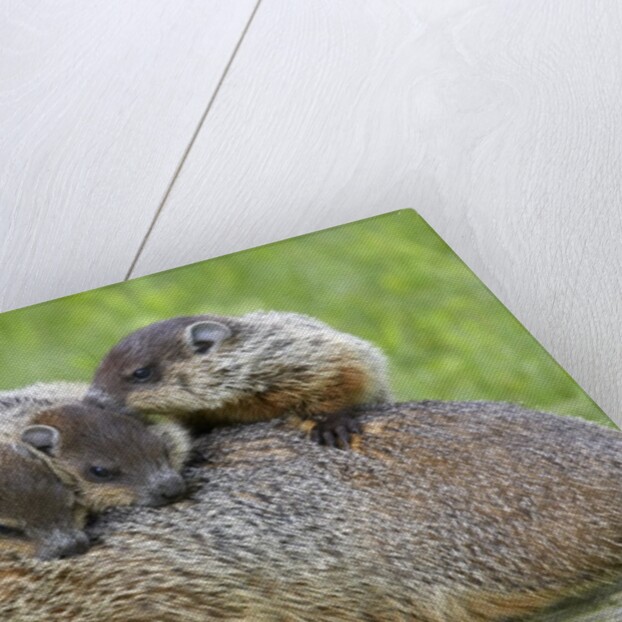 Woodchuck family by Anonymous
