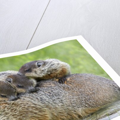 Woodchuck family by Anonymous