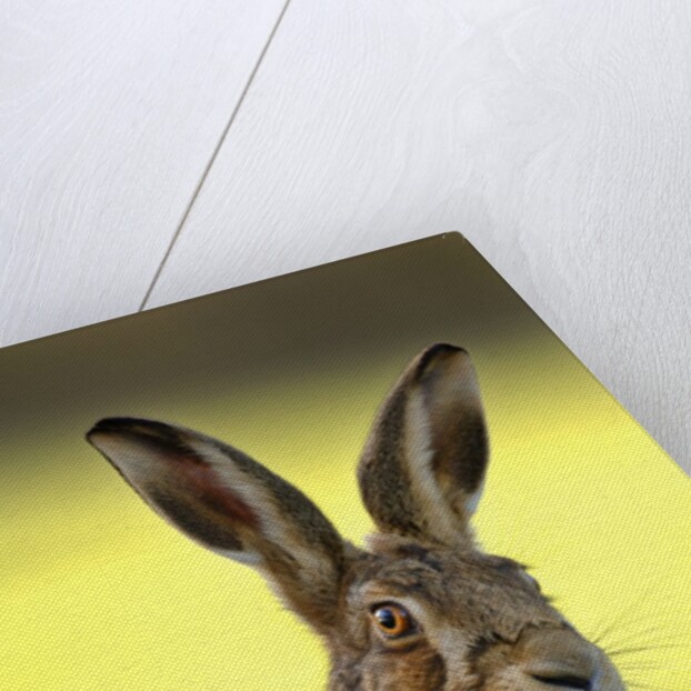 Alert Adult Brown Hare by Anonymous