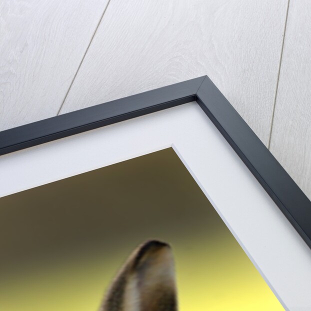 Alert Adult Brown Hare by Anonymous