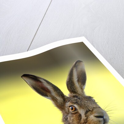 Alert Adult Brown Hare by Anonymous