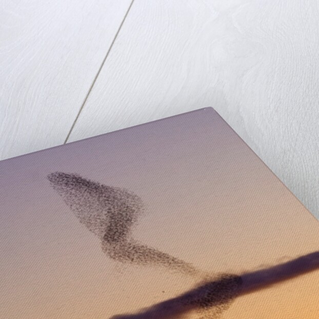 Flock of Starlings Avoiding a Peregrine Falcon at Dusk by Anonymous