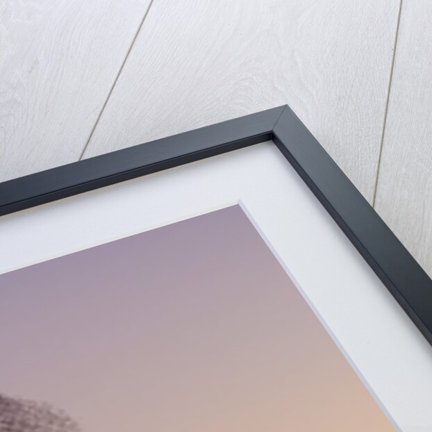 Flock of Starlings Avoiding a Peregrine Falcon at Dusk by Anonymous
