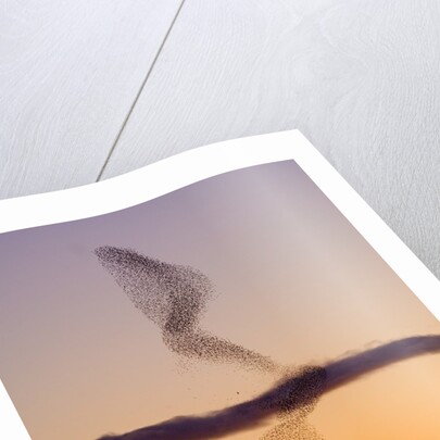 Flock of Starlings Avoiding a Peregrine Falcon at Dusk by Anonymous