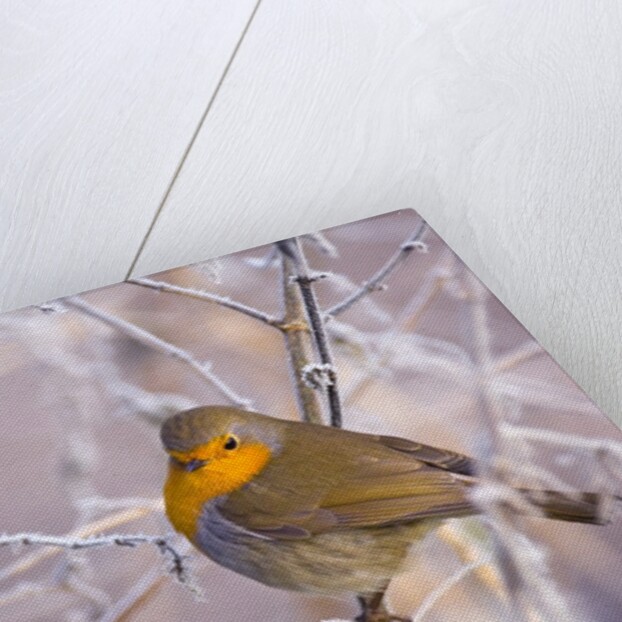 Robin among frost covered branches by Anonymous