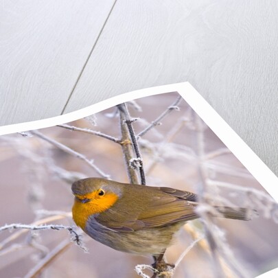 Robin among frost covered branches by Anonymous