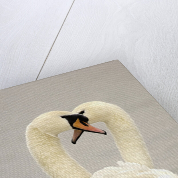 Mute Swan Pair During Their Courtship Ritual by Anonymous