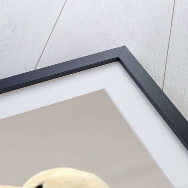 Mute Swan Pair During Their Courtship Ritual by Anonymous