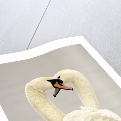 Mute Swan Pair During Their Courtship Ritual by Anonymous
