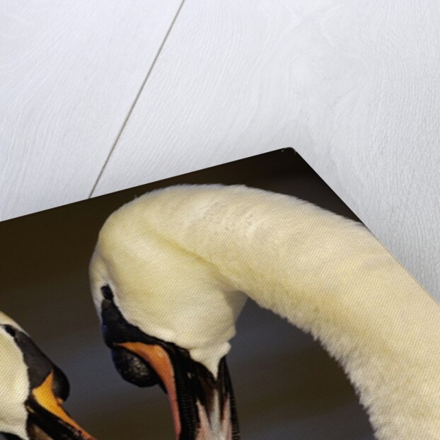 Mute Swan Pair During Their Courtship Ritual by Anonymous