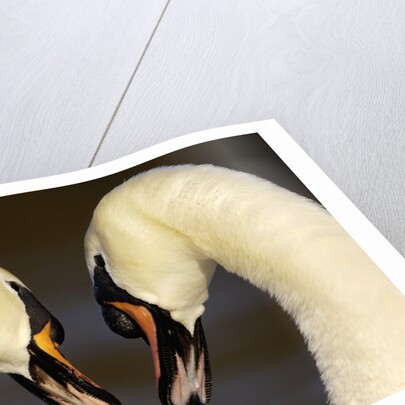 Mute Swan Pair During Their Courtship Ritual by Anonymous