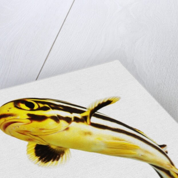 Juvenile Oriental sweetlip fish by Anonymous