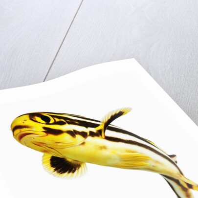 Juvenile Oriental sweetlip fish by Anonymous