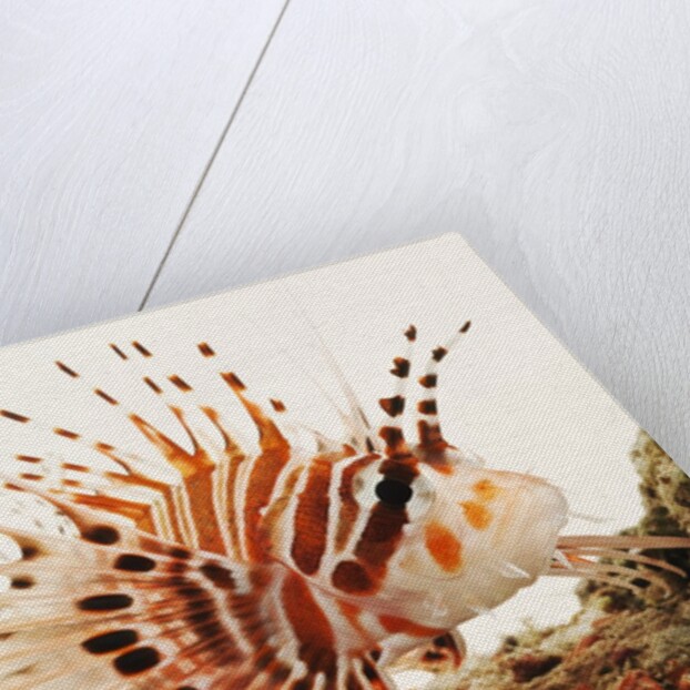 Spotfin lionfish by Anonymous