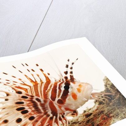 Spotfin lionfish by Anonymous