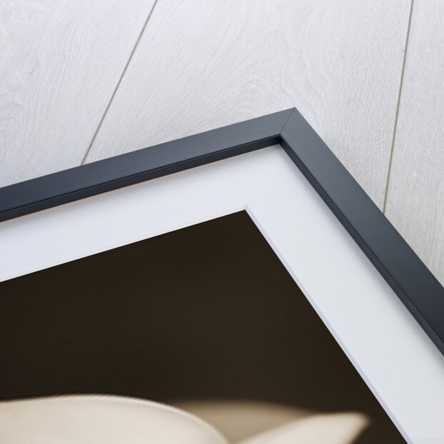 Calla Lily by Tom Marks