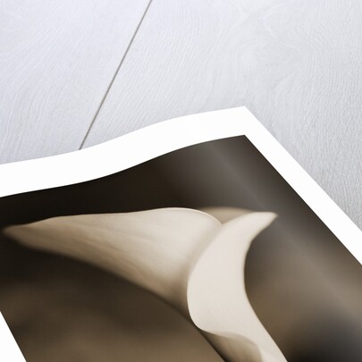 Calla Lily by Tom Marks