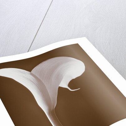Calla Lily by Tom Marks