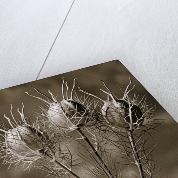 Aliens from the Garden by Tom Marks