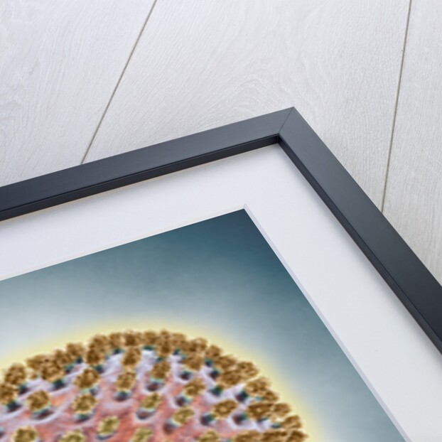 A(H1N1) (Swine flu) virus illustration by Anonymous