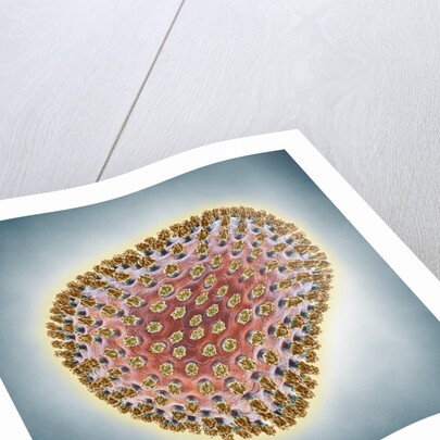 A(H1N1) (Swine flu) virus illustration by Anonymous