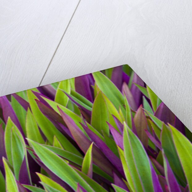 Colorful Plant in Palau by Anonymous