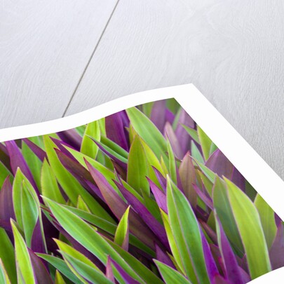 Colorful Plant in Palau by Anonymous