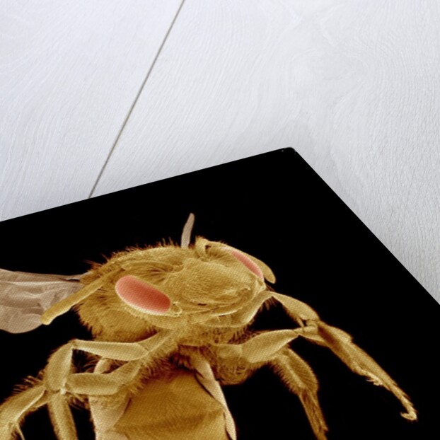 Bee by Anonymous
