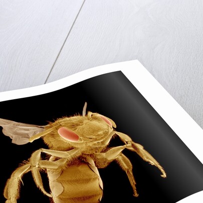 Bee by Anonymous