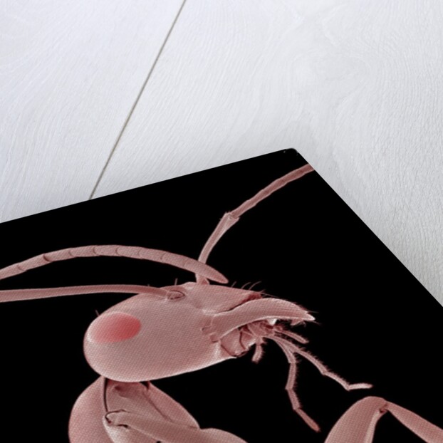 Ant by Anonymous