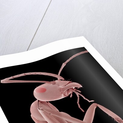 Ant by Anonymous