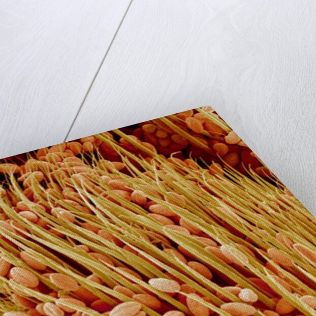 Leg of a bee with pollen by Anonymous