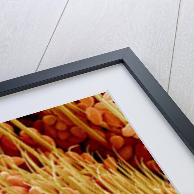 Leg of a bee with pollen by Anonymous