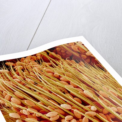 Leg of a bee with pollen by Anonymous
