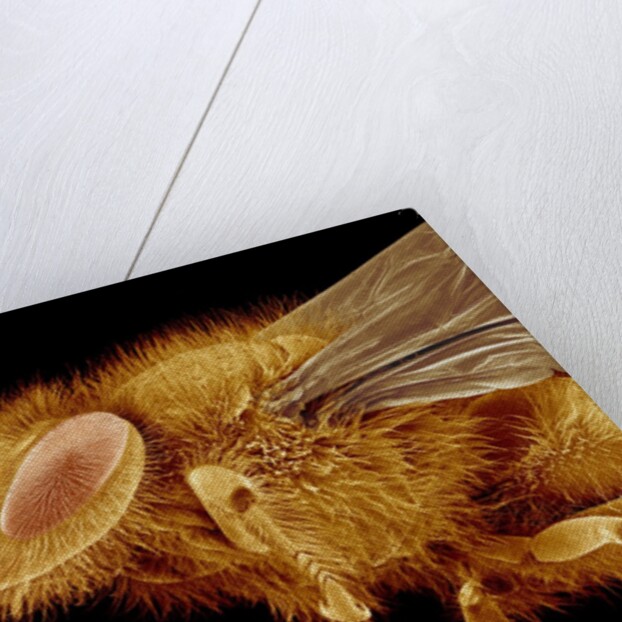 Head of a Honeybee by Anonymous