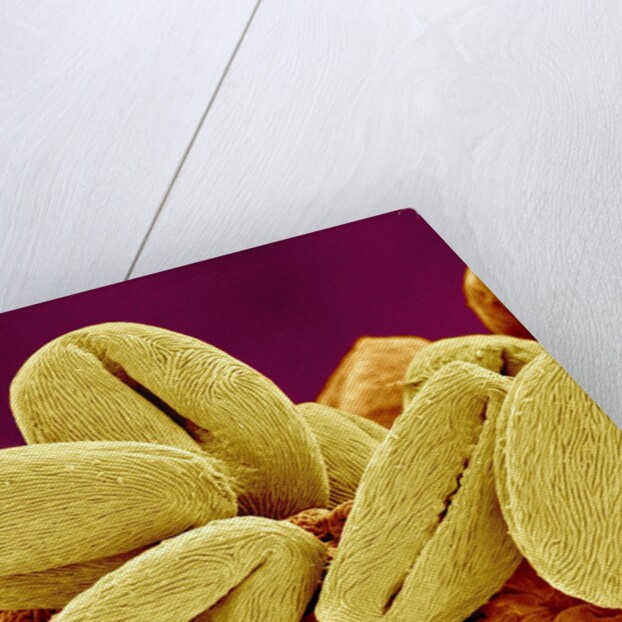 Pollen of Cherry Blossom by Anonymous