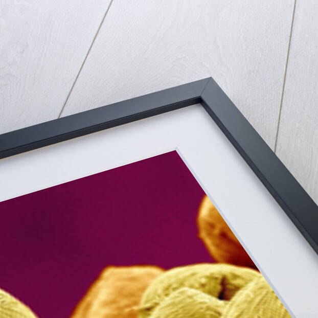 Pollen of Cherry Blossom by Anonymous