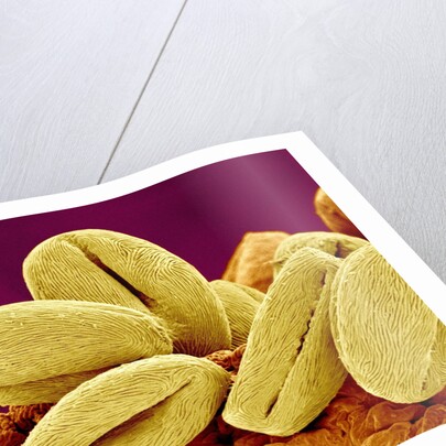 Pollen of Cherry Blossom by Anonymous