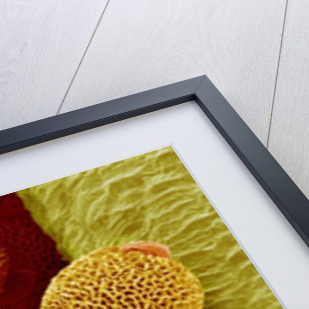 Geranium pollen in anther by Anonymous