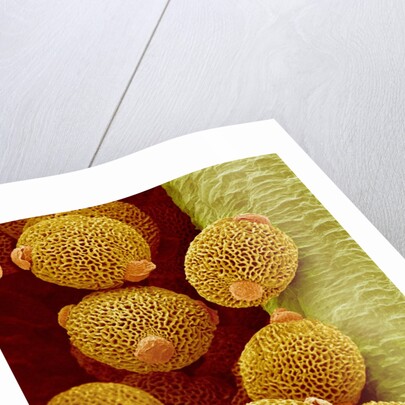 Geranium pollen in anther by Anonymous